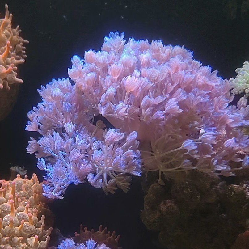 千手花海缸观赏海水花海草景观造景海藻