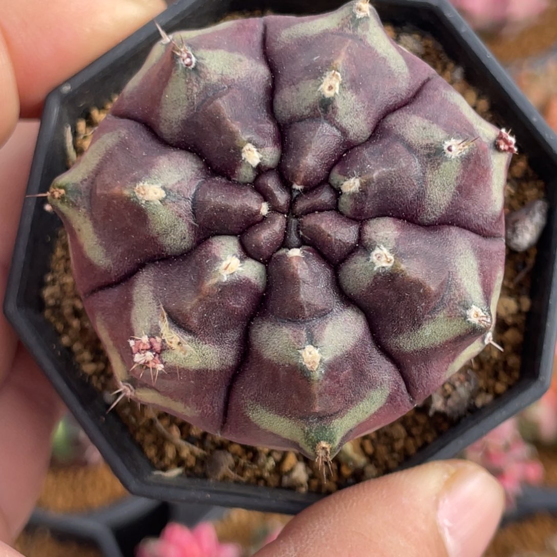 当前无花朵，栽培后可花朵梦想