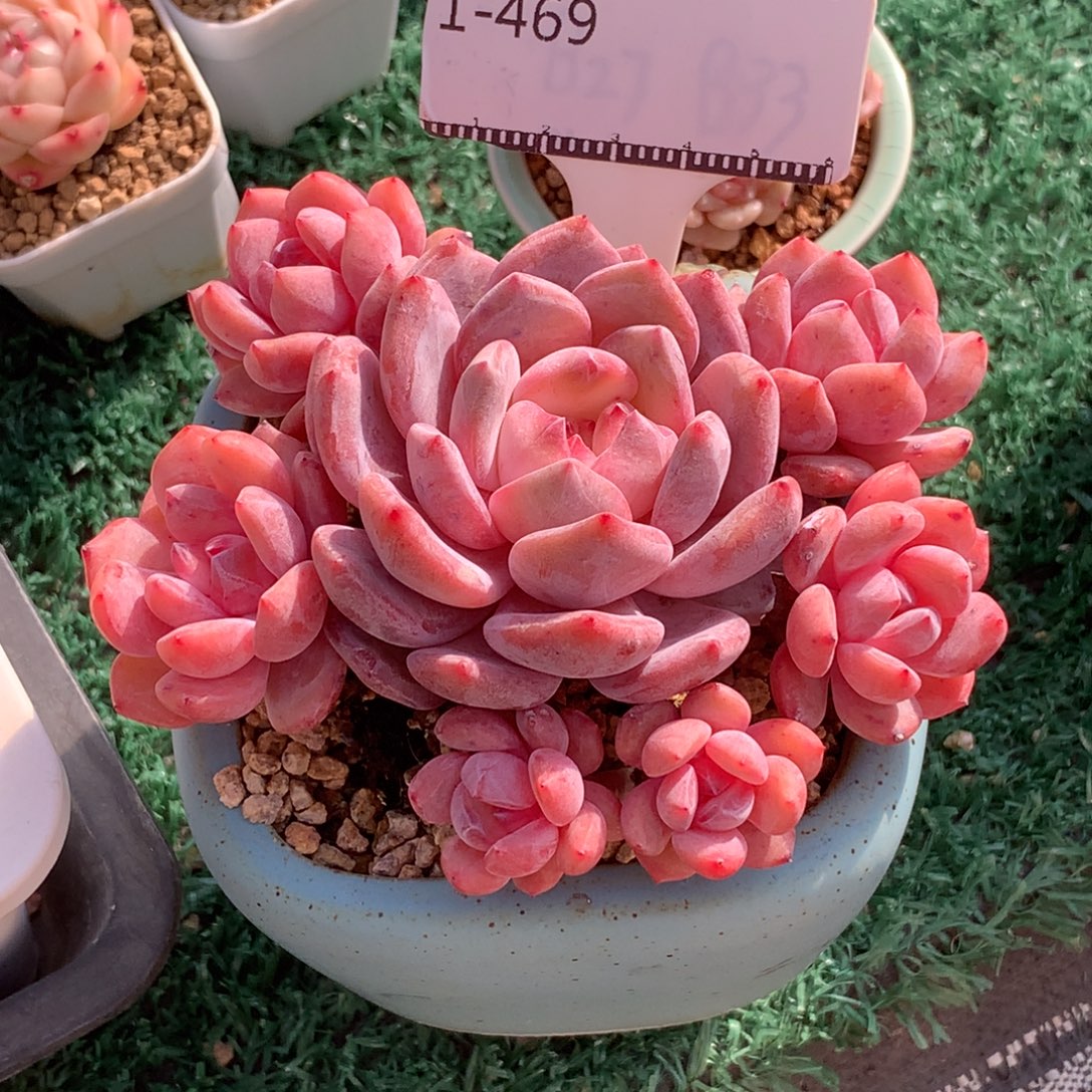 星影老桩自然群多肉植物