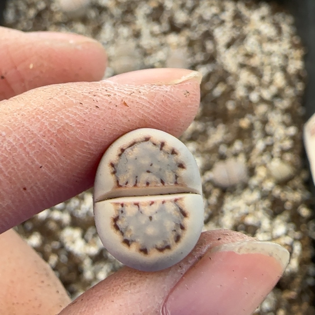 12.9爱萌多肉c217母本福利8160