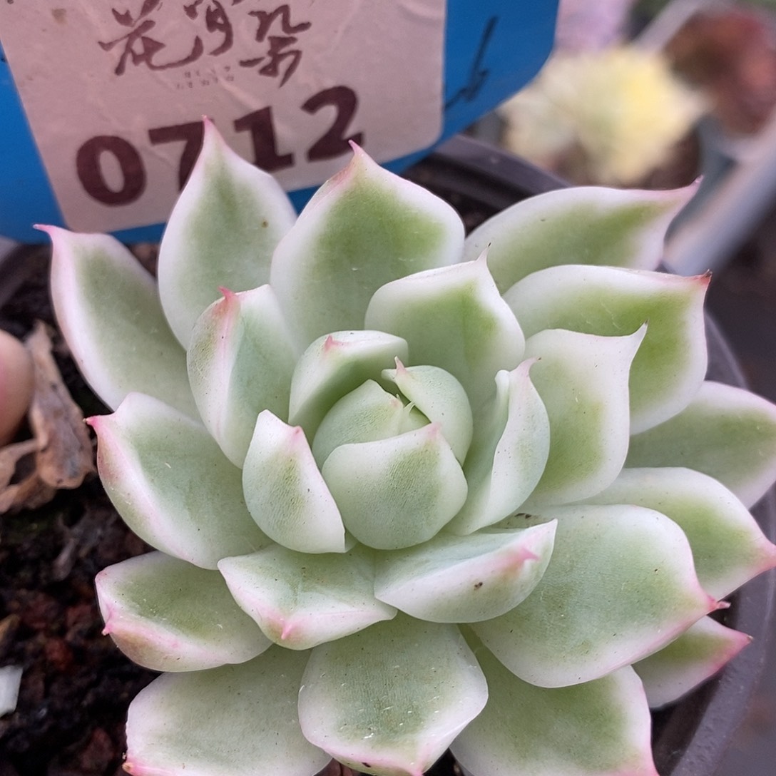 712宝莲灯哈哈哈哈哈哈