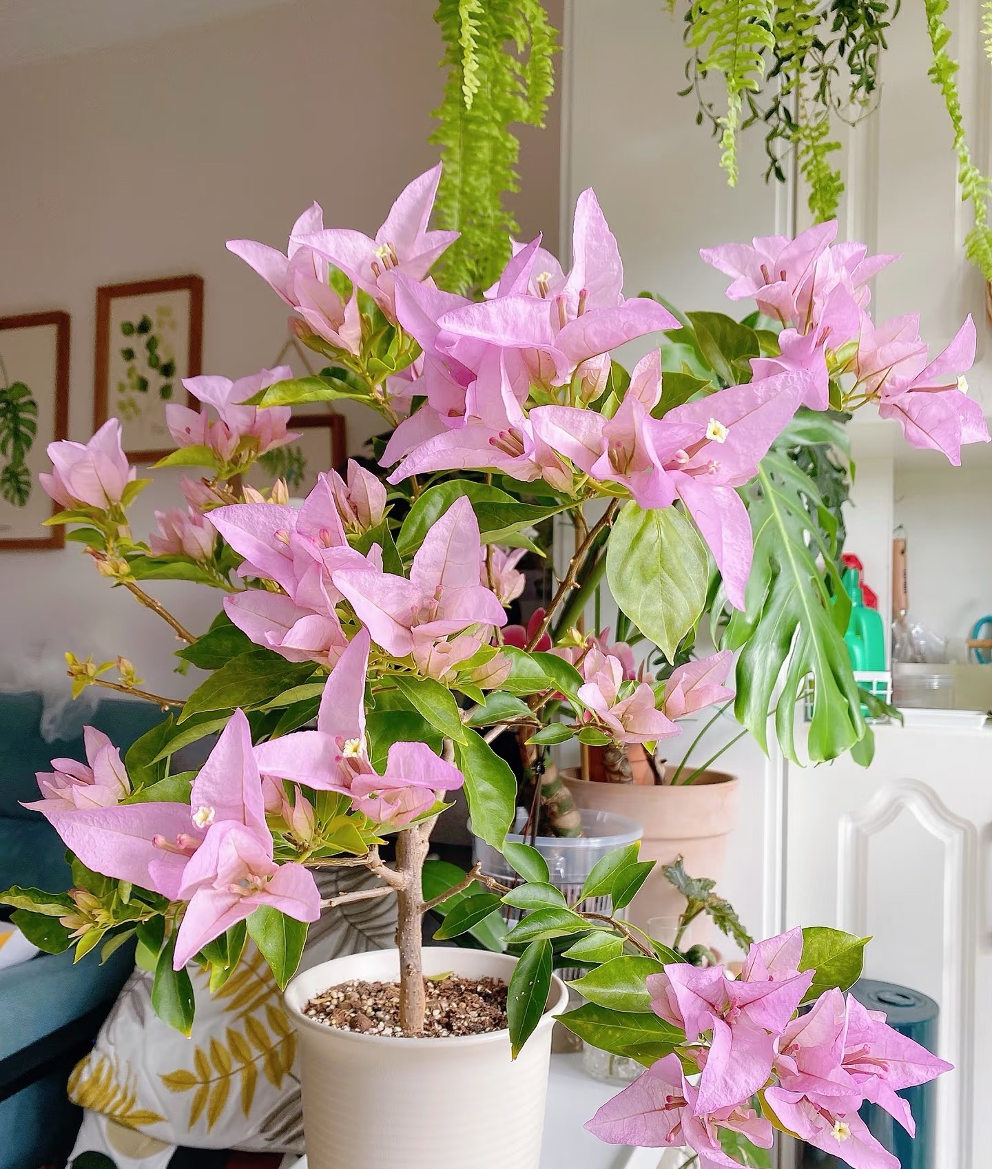 【金夫人】 赏花观叶勤花四季开耐活三角梅