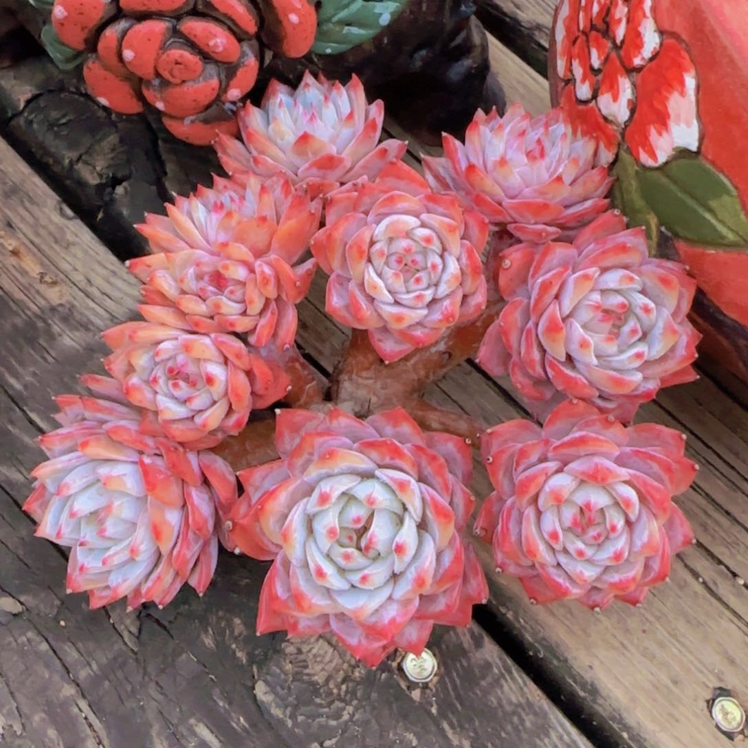 多肉植物多肉植物