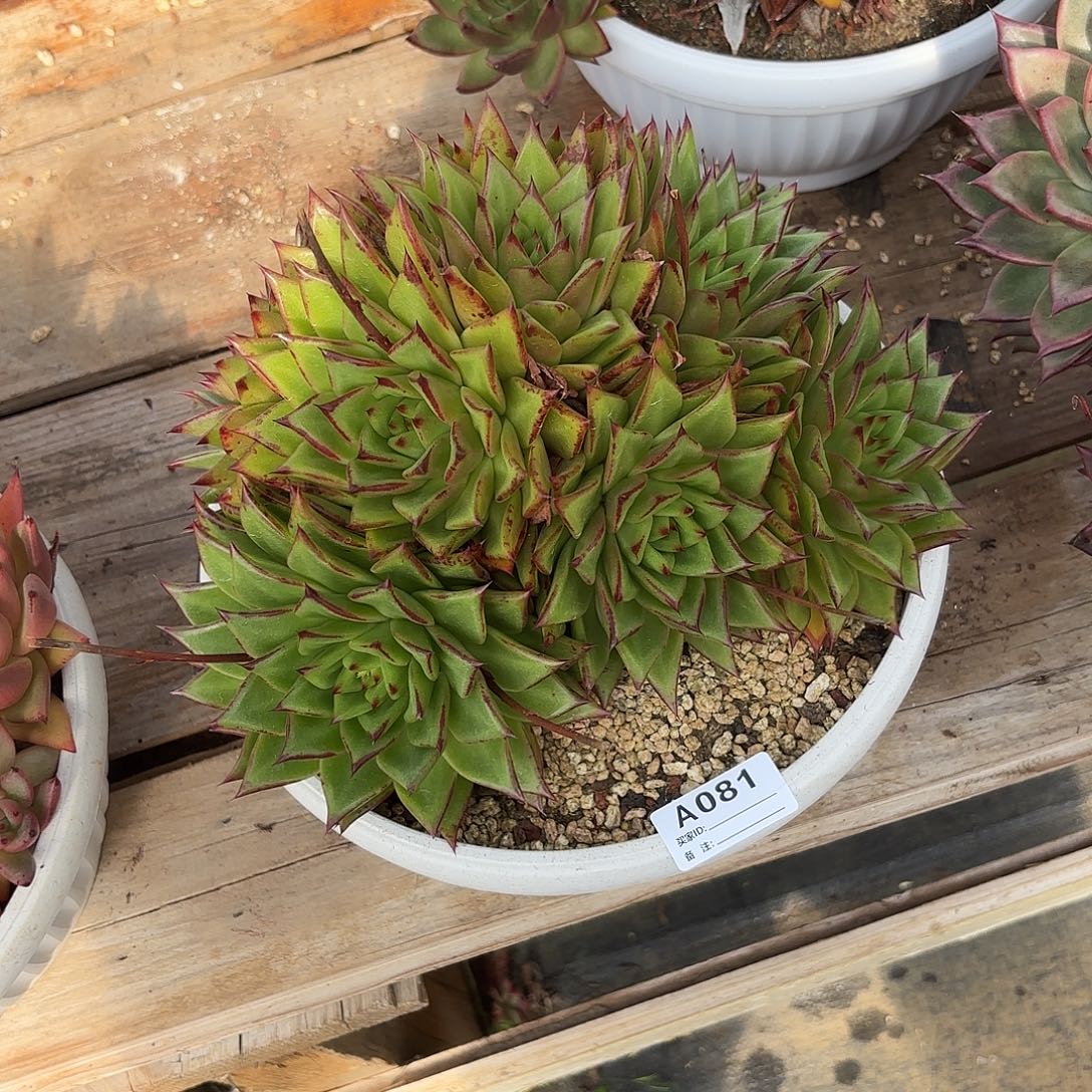 若如东云单拍A081