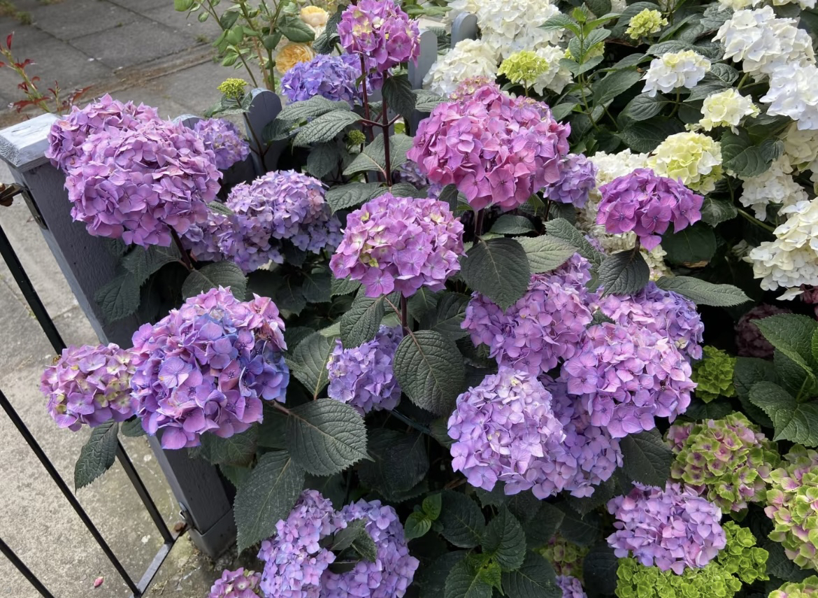 【炫彩无尽夏】1.5加仑新老枝开花露天单瓣可调阳台庭院地栽多季开