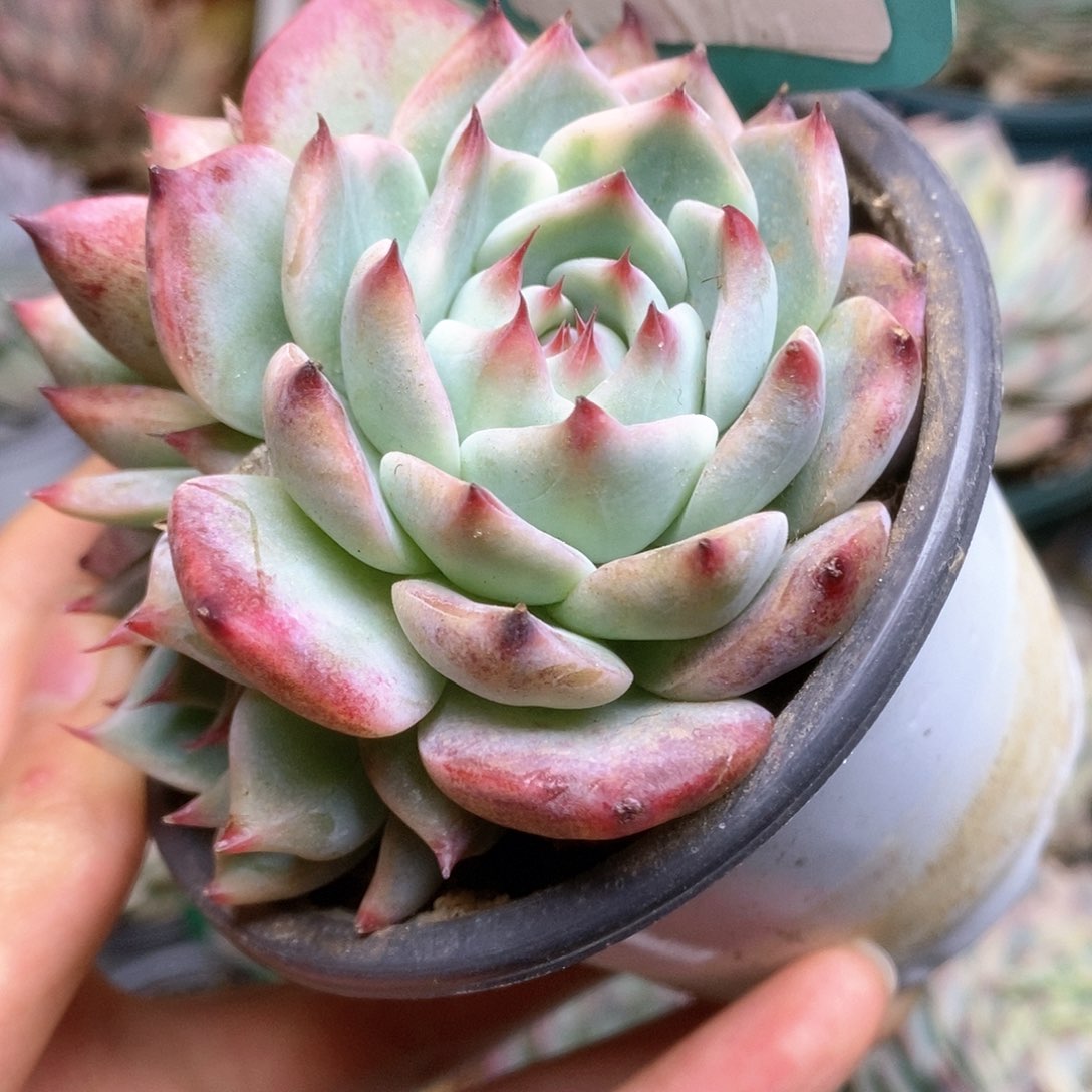 C744锦锦锦锦锦锦锦