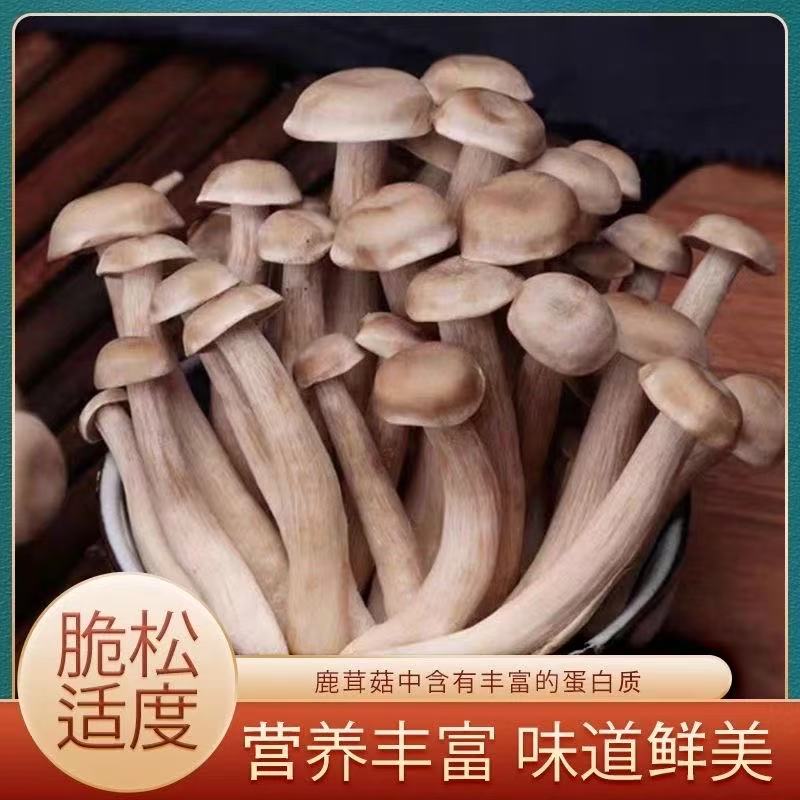【京东快递】鹿茸菇精选新采摘超值火锅炖汤新鲜食用菌净重1kg