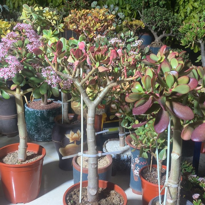 茶N22红叶脱土发货