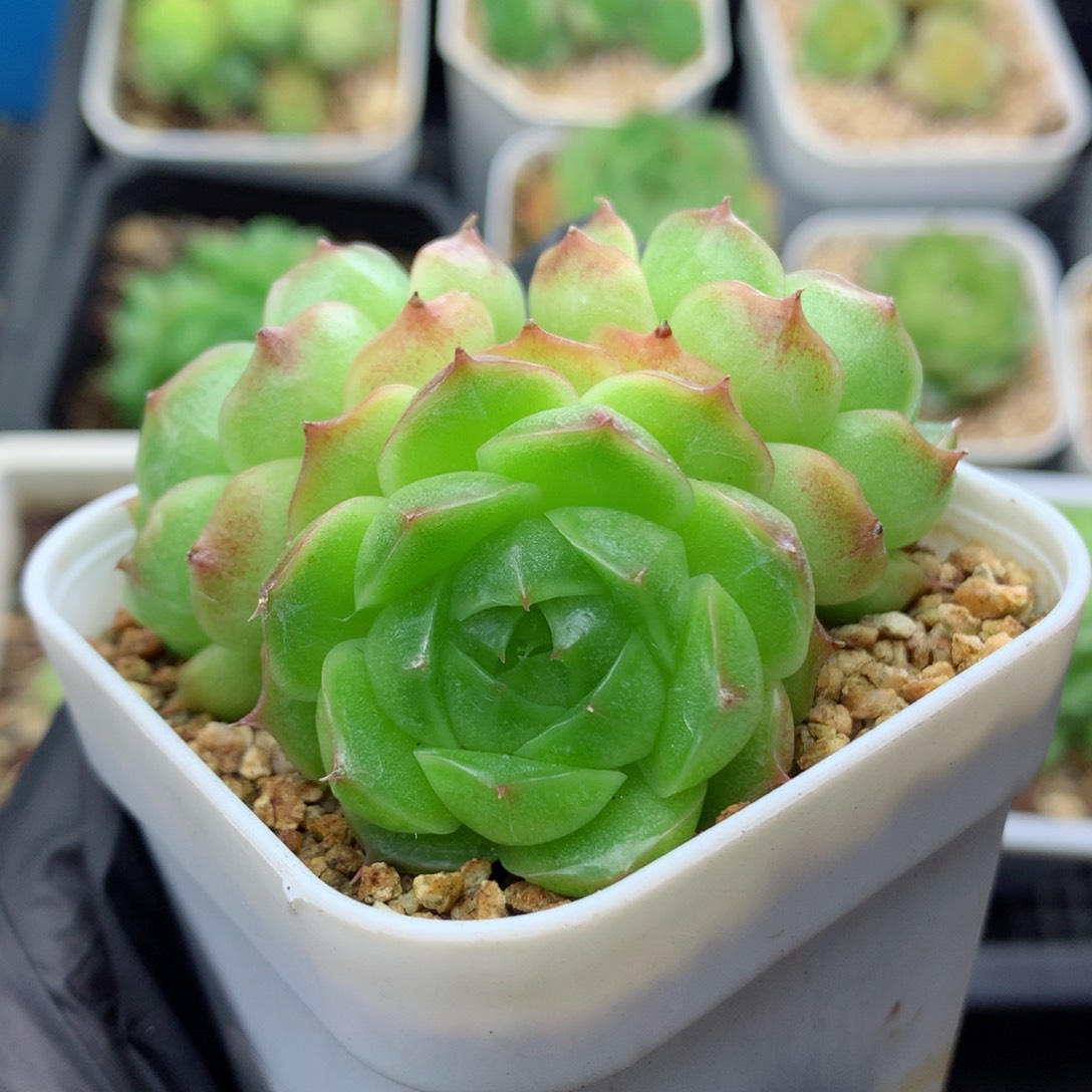 58包邮  群生不包整麦秆群37