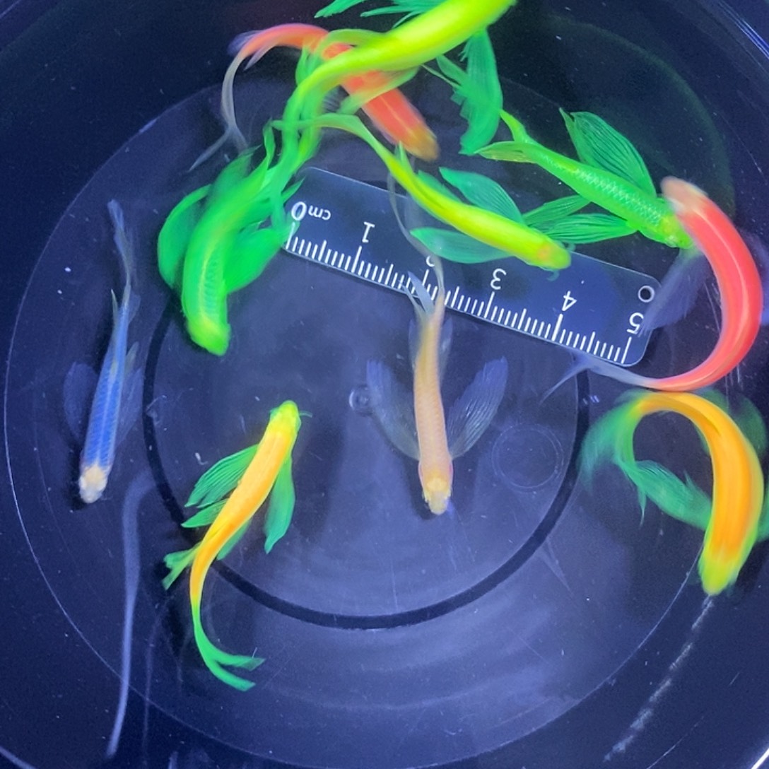 斑马鱼蝶翼斑马3-4厘米练手鱼微瑕疵10条