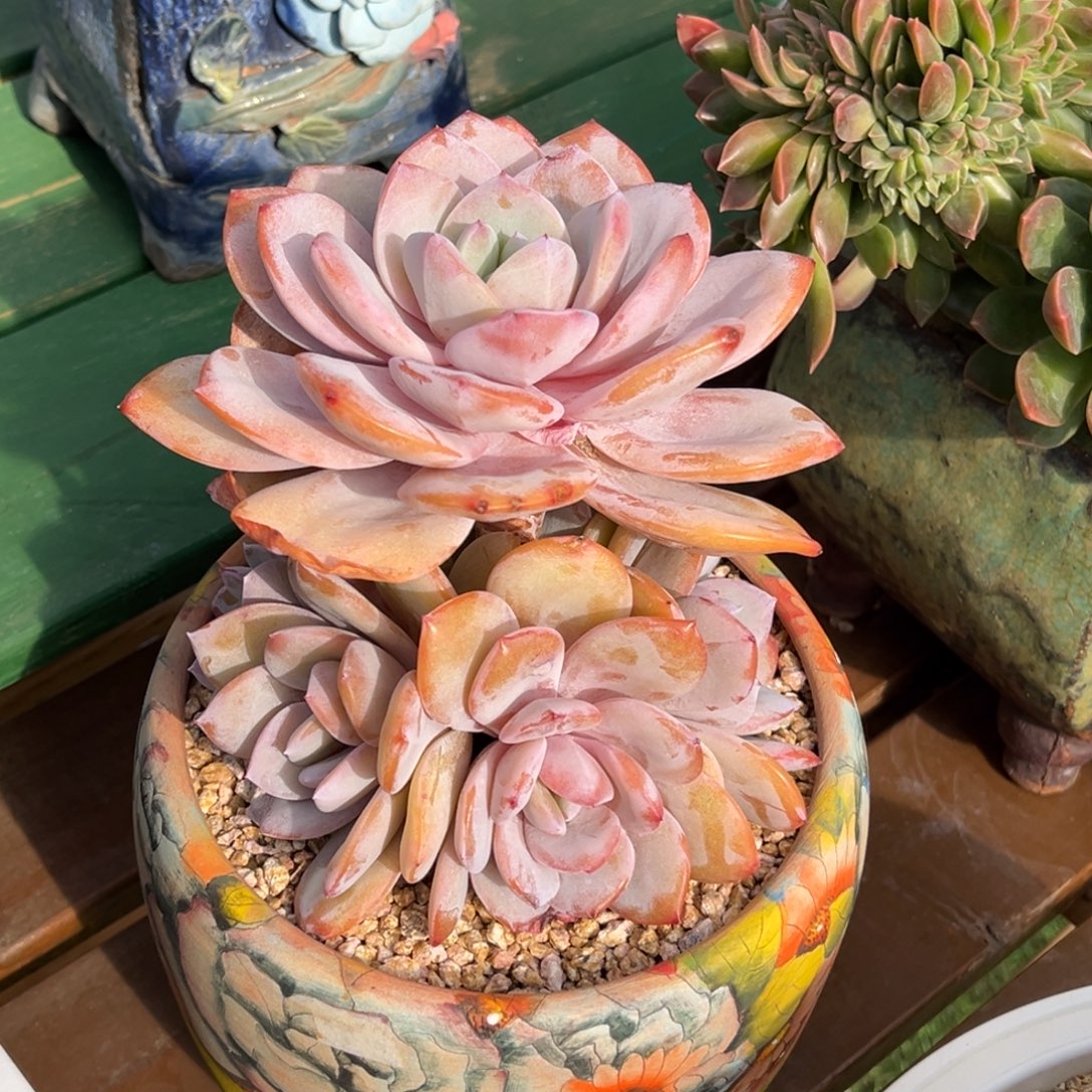 高桩奶茶捧花一物一拍