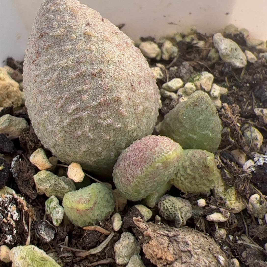 实生低叶苗多肉植物水泡