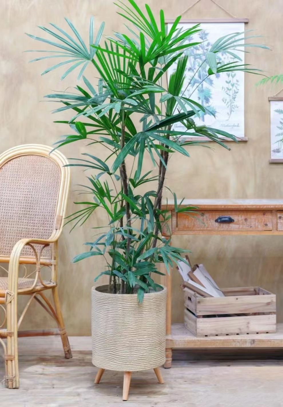 【送货上门】【150-170】金山棕竹水培植物室内盆栽绿植净化空气客厅