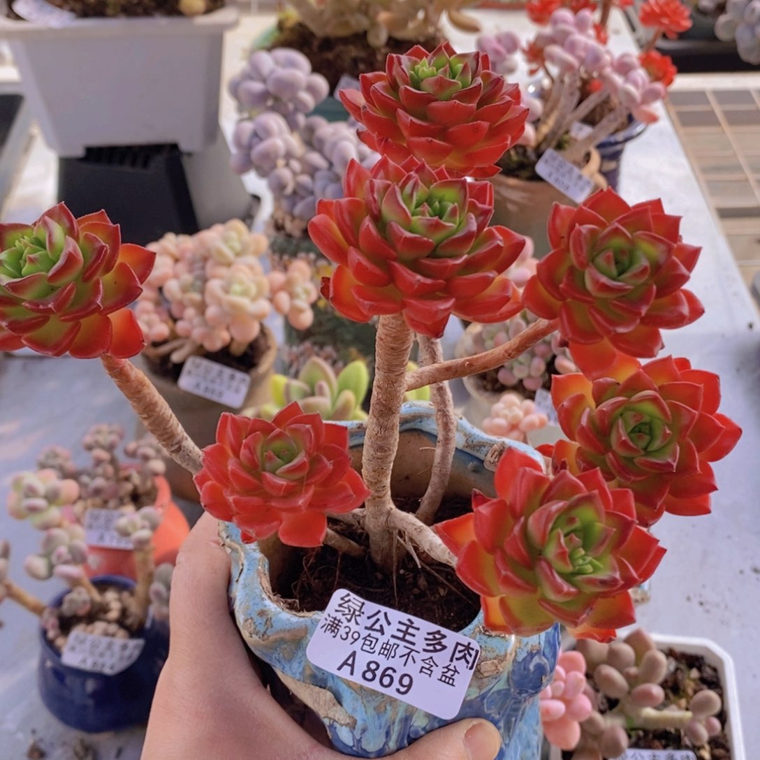 蒂亚老桩869多肉植物