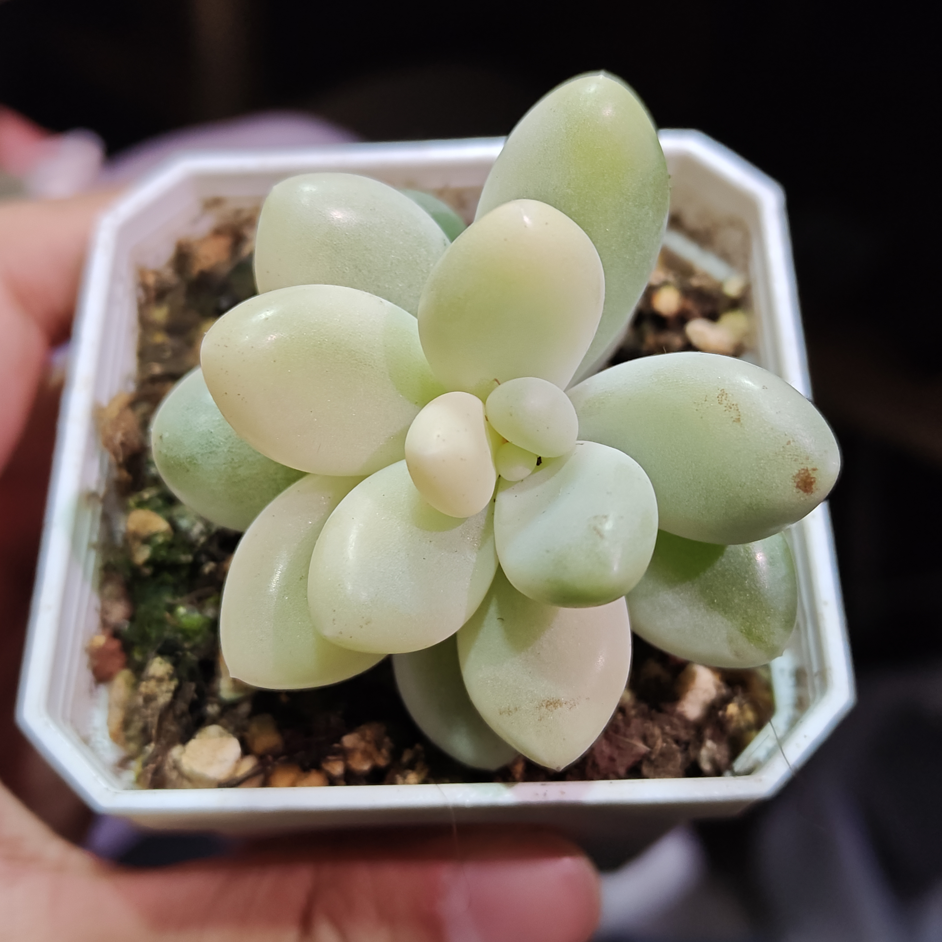 奶酪锦多肉植物。