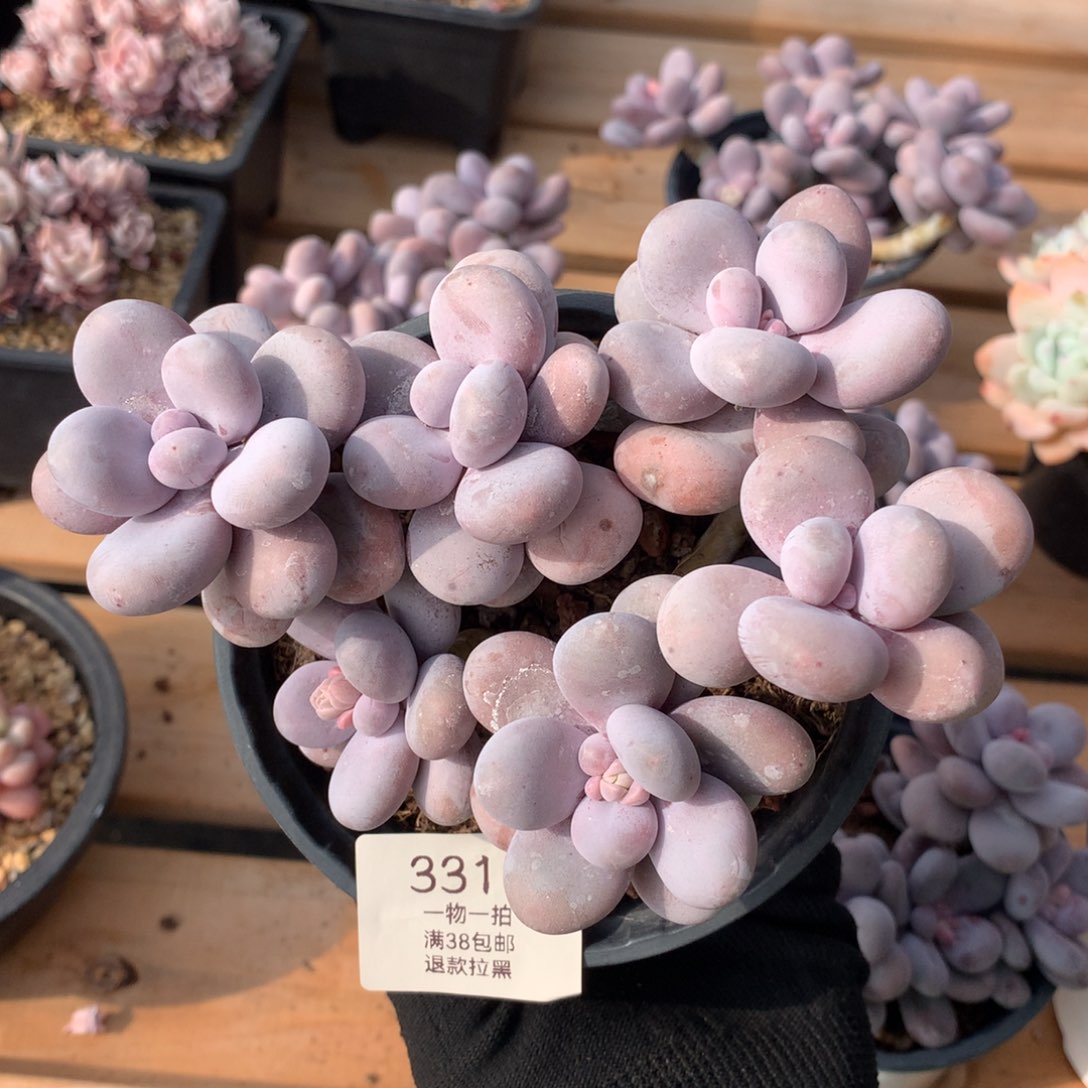 14厘米六头原始奶多肉3316