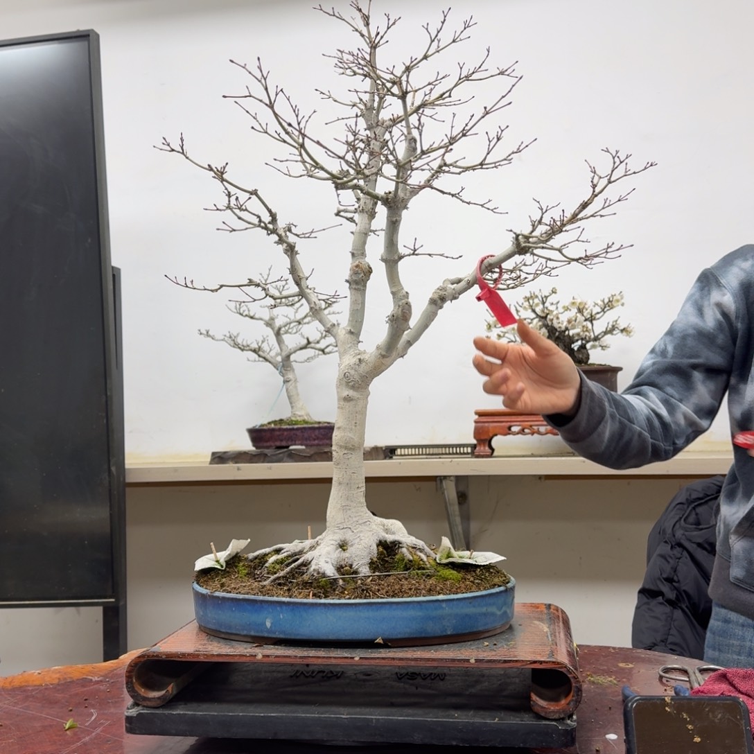 暇***居无花朵836顺丰到付不包邮枫树