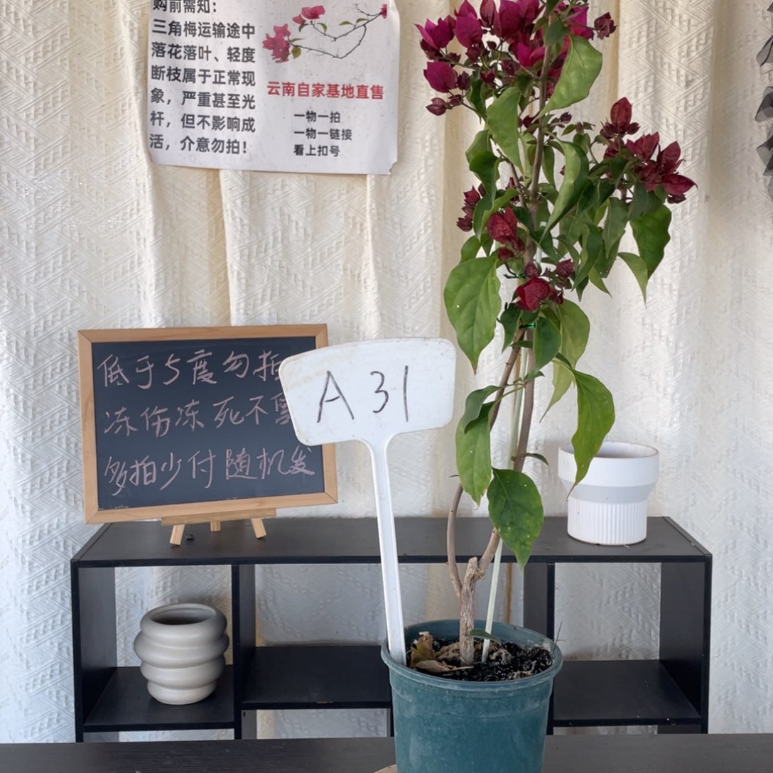 大量花朵（建议范围：8朵-15朵 或40%以上）倾城A31