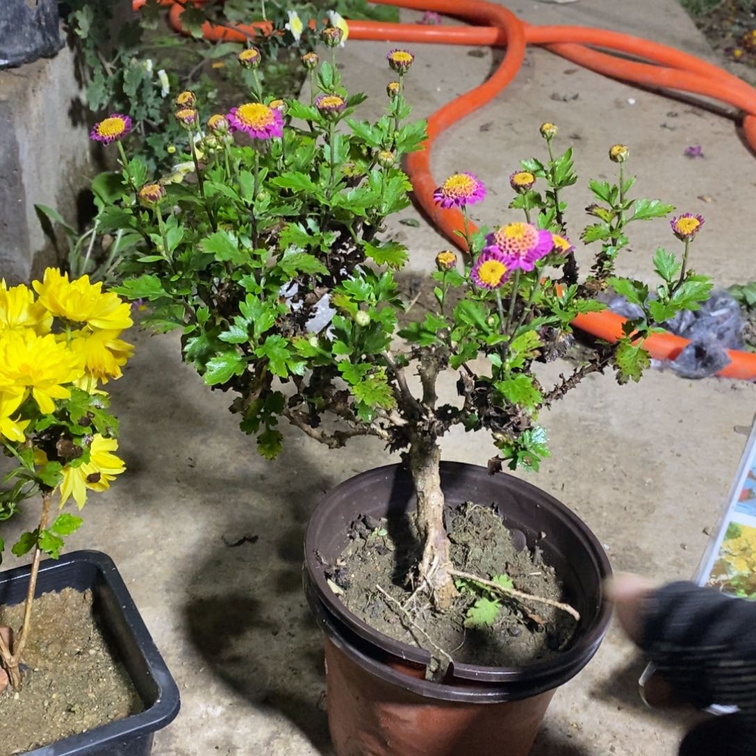 白****完全开放盆景菊花菊花