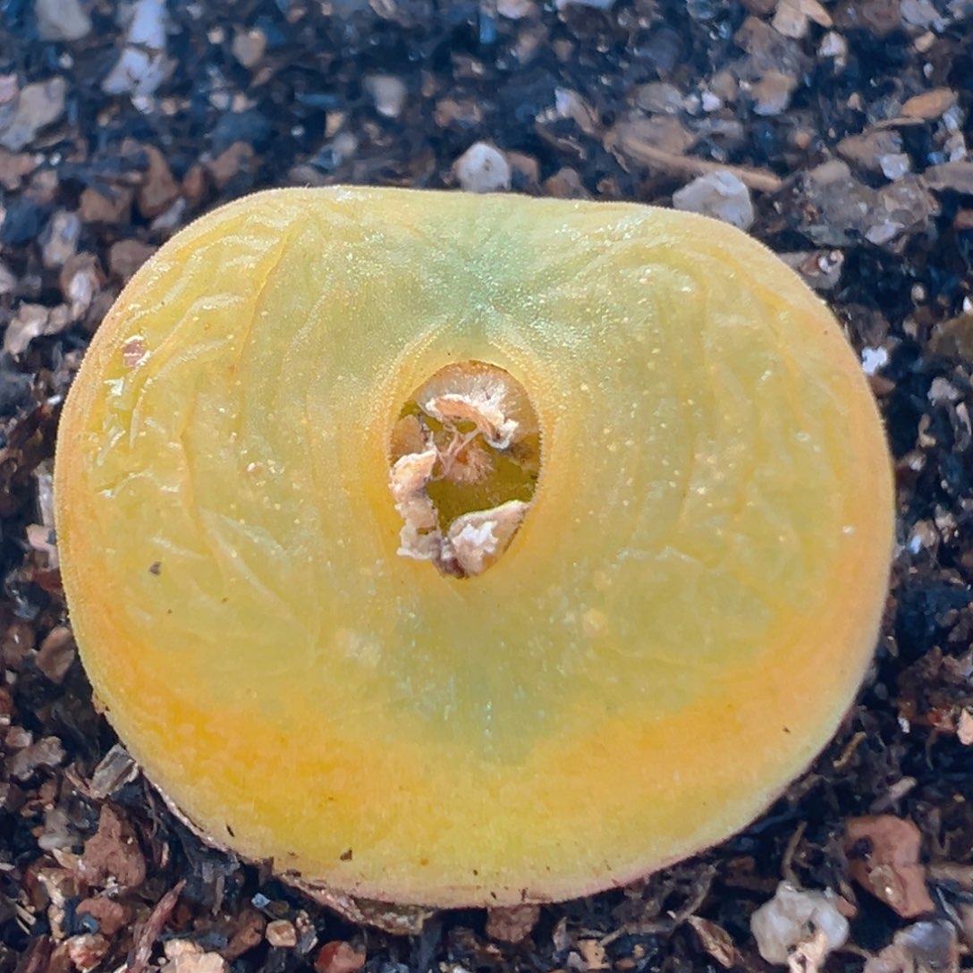 12多肉植物百科知识