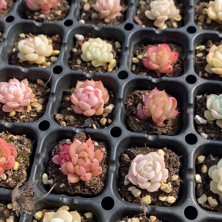 32 多肉植物盆栽花卉