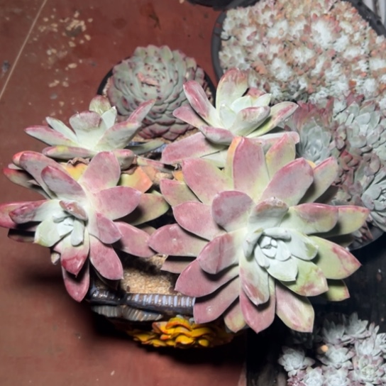 大脸红帕～一物一拍2766