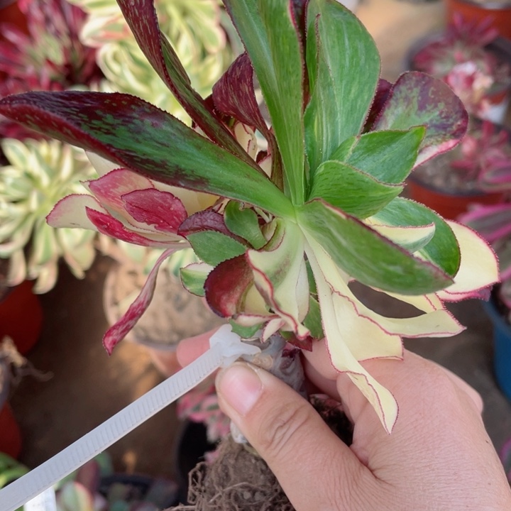 94魅影七彩多肉12345678