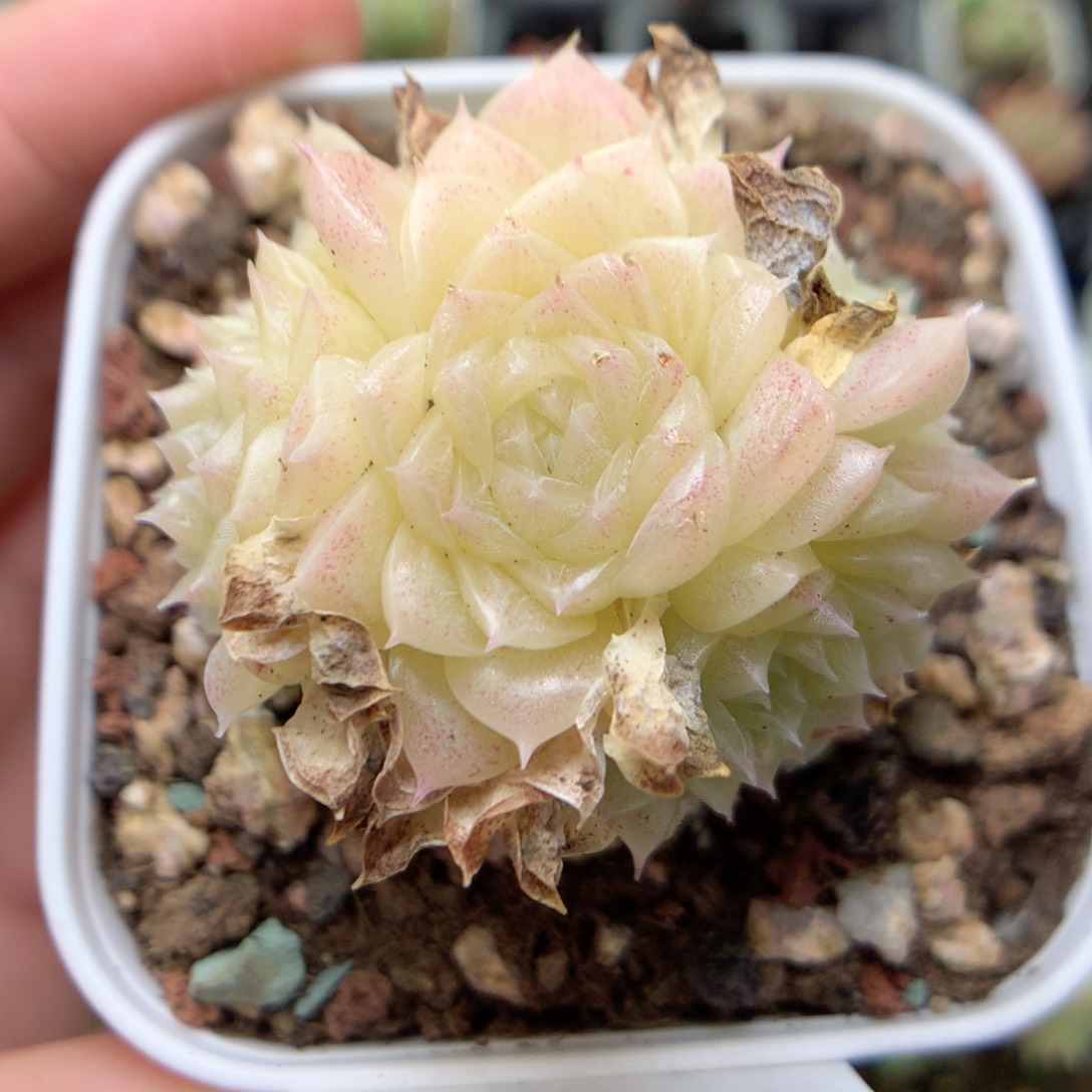 E60珠光冰透麦杆珍妮群