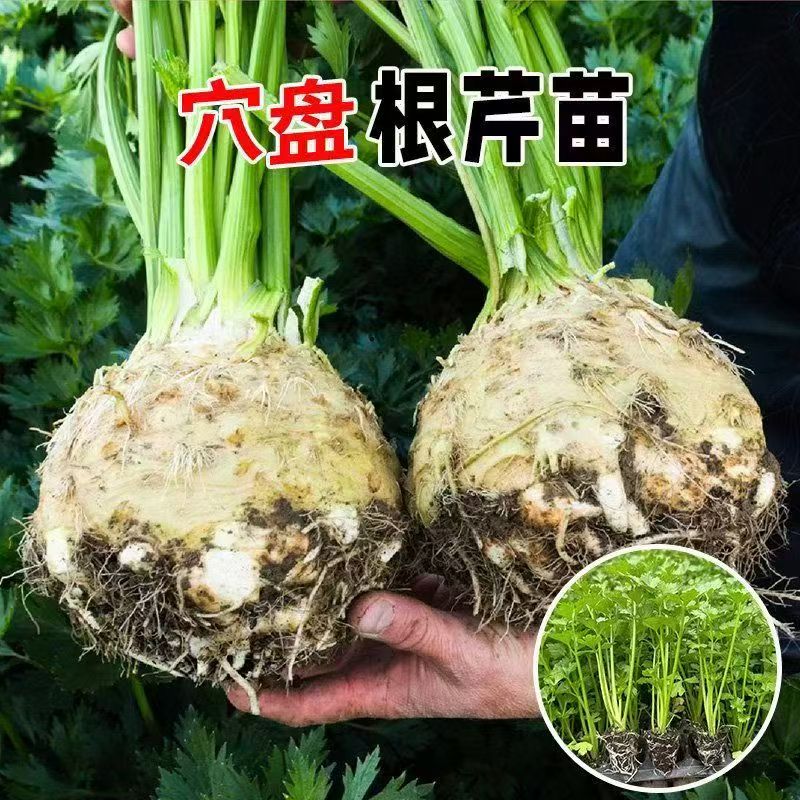 寿光根芹种苗西芹种苗小香芹种苗高产适合春秋四季阳台盆栽蔬菜