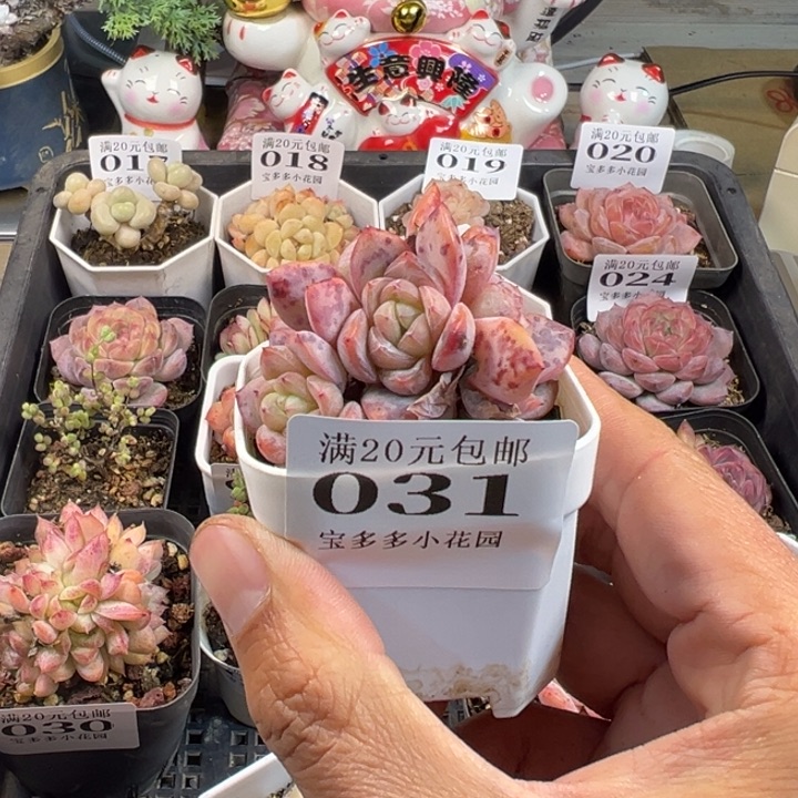 星星珍妮四头群一物一拍多肉满20包邮明天发货