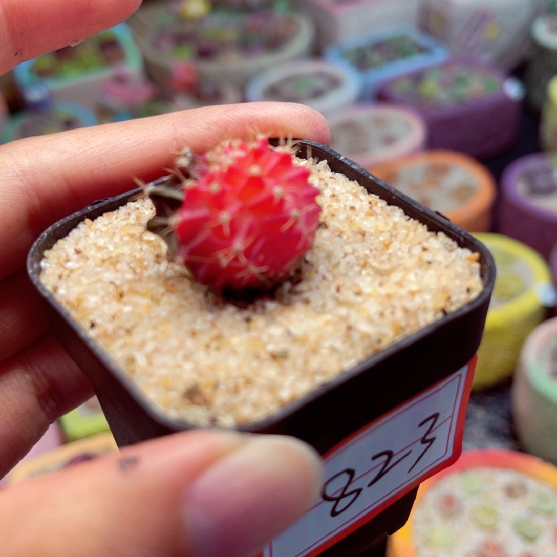 823. 567866887866766678