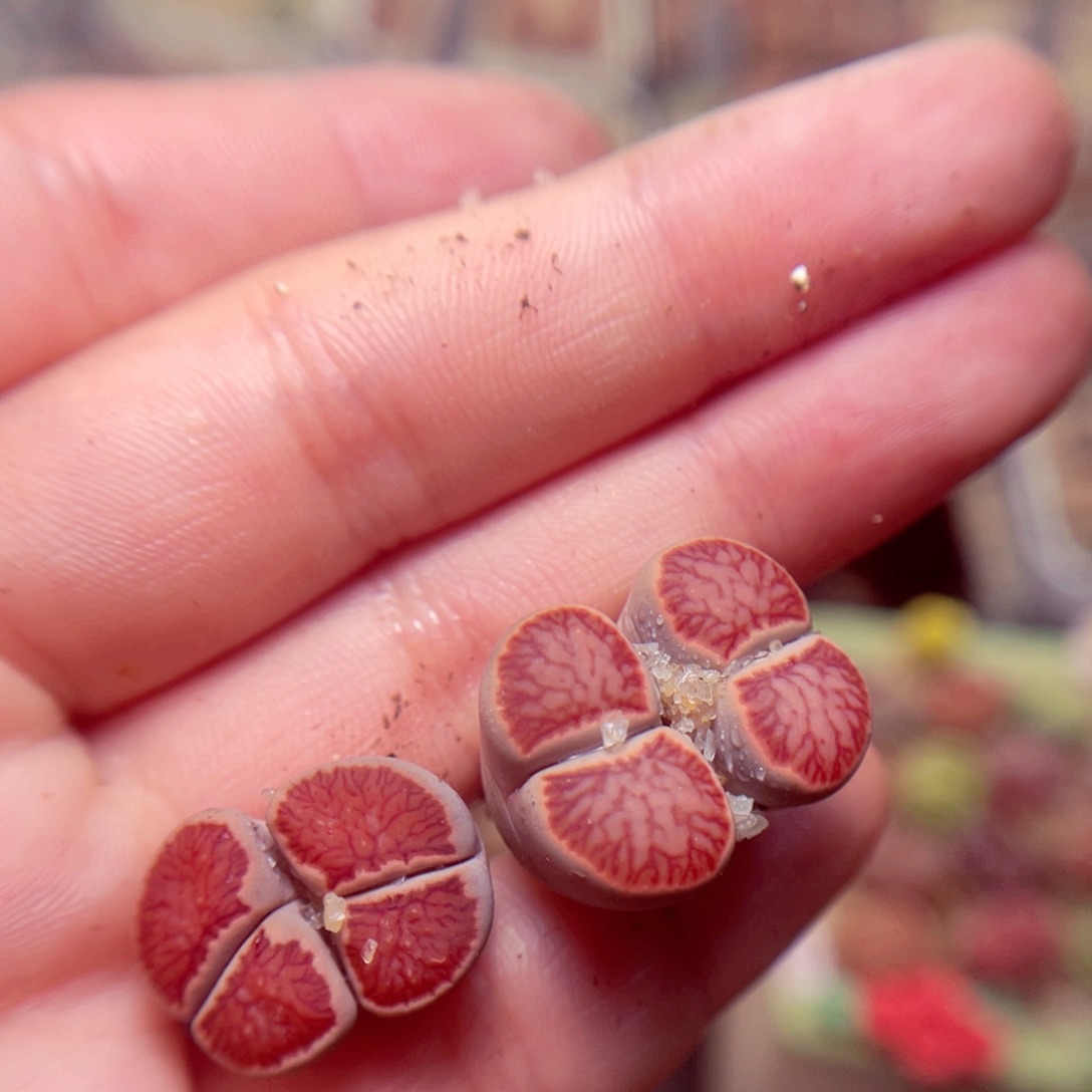 怼***了352号带盆包邮发货