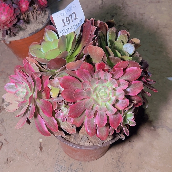 1972浣纱阴阳多肉植物