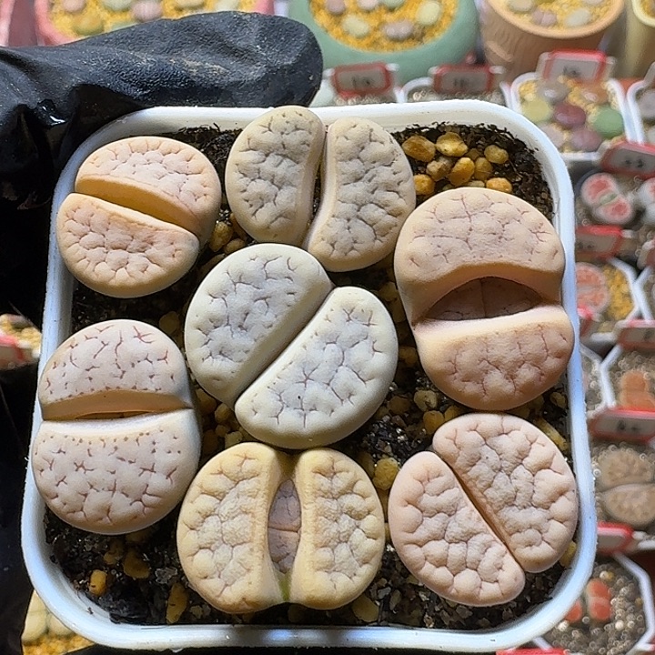 生石花33:：：。  87号