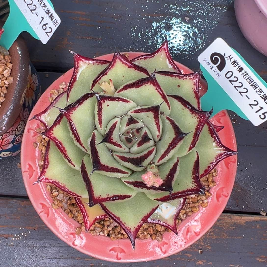 多肉一物一拍0222-215