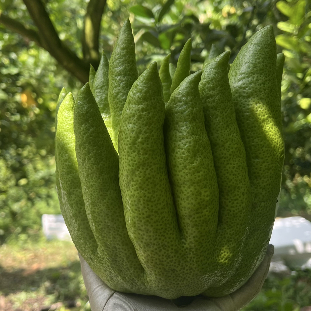 2500g 观赏  清供 闻香  云南高原佛手柑直采直发