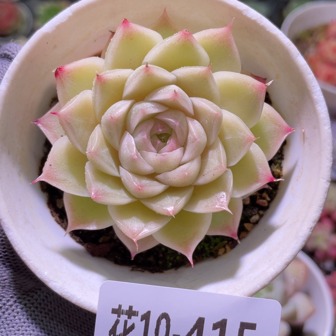花利美10-415麦秆