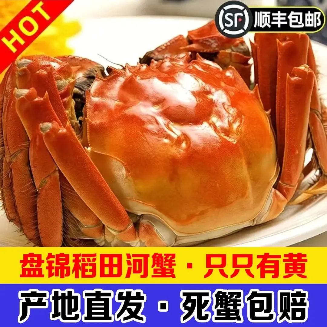 【活蟹】盘锦河蟹稻田母蟹1.3-1.6两规格 斤