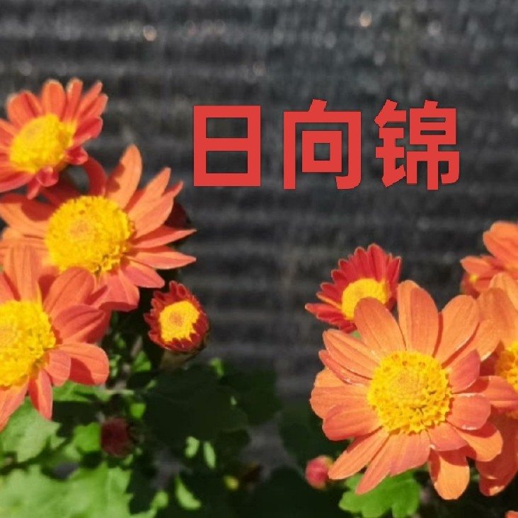 日向锦盆景菊 日本雅菊 盆栽菊   多年生绿植盆栽阳台庭院喜光