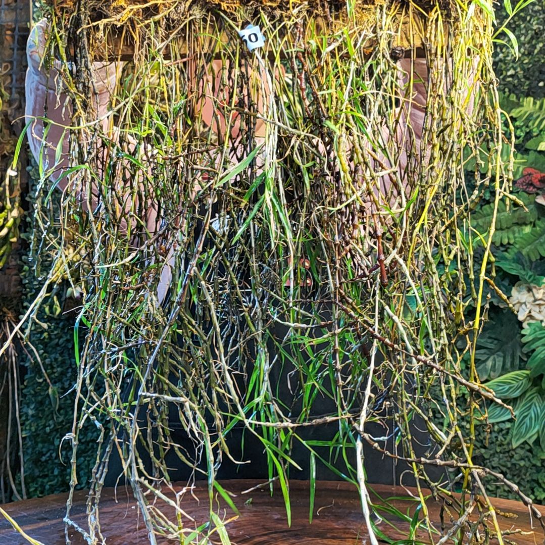 【闪购商品】350串珠花