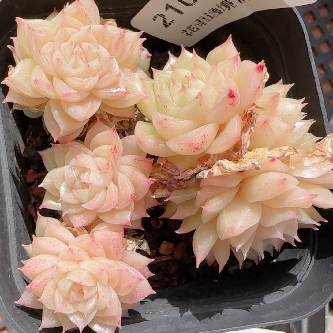 熬***、花语多肉1206-210散