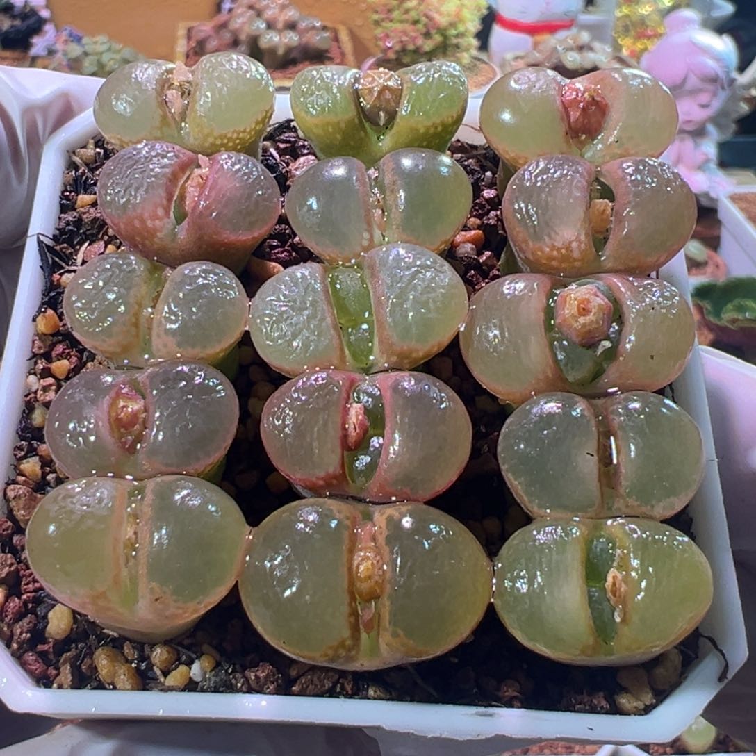 15元一棵，可选，风铃混