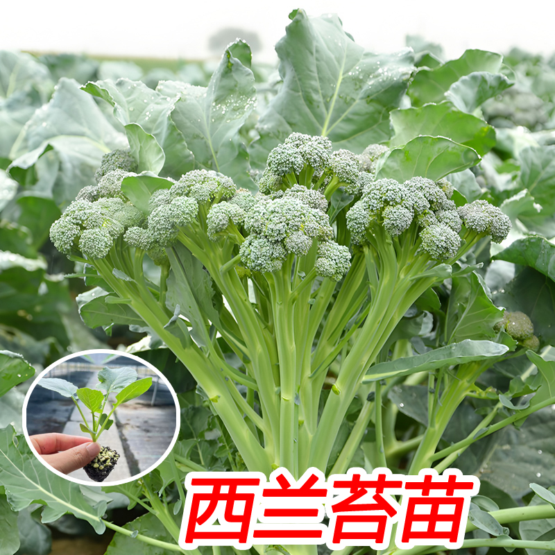 西兰苔秧苗西洋芥兰菜苔菜心高产西兰花盆栽耐寒秋冬季蔬菜苗