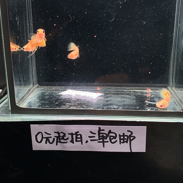 孔雀鱼黄金玻璃猫大c一对➕长公1➕短母1