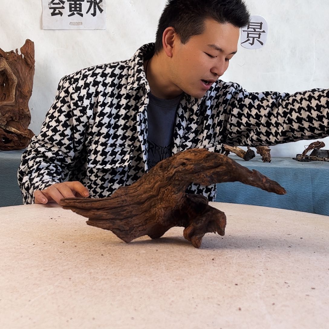 周末福利沉木造景寄居蟹造景