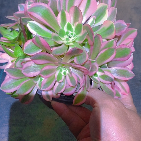 876粉女巫多肉植物