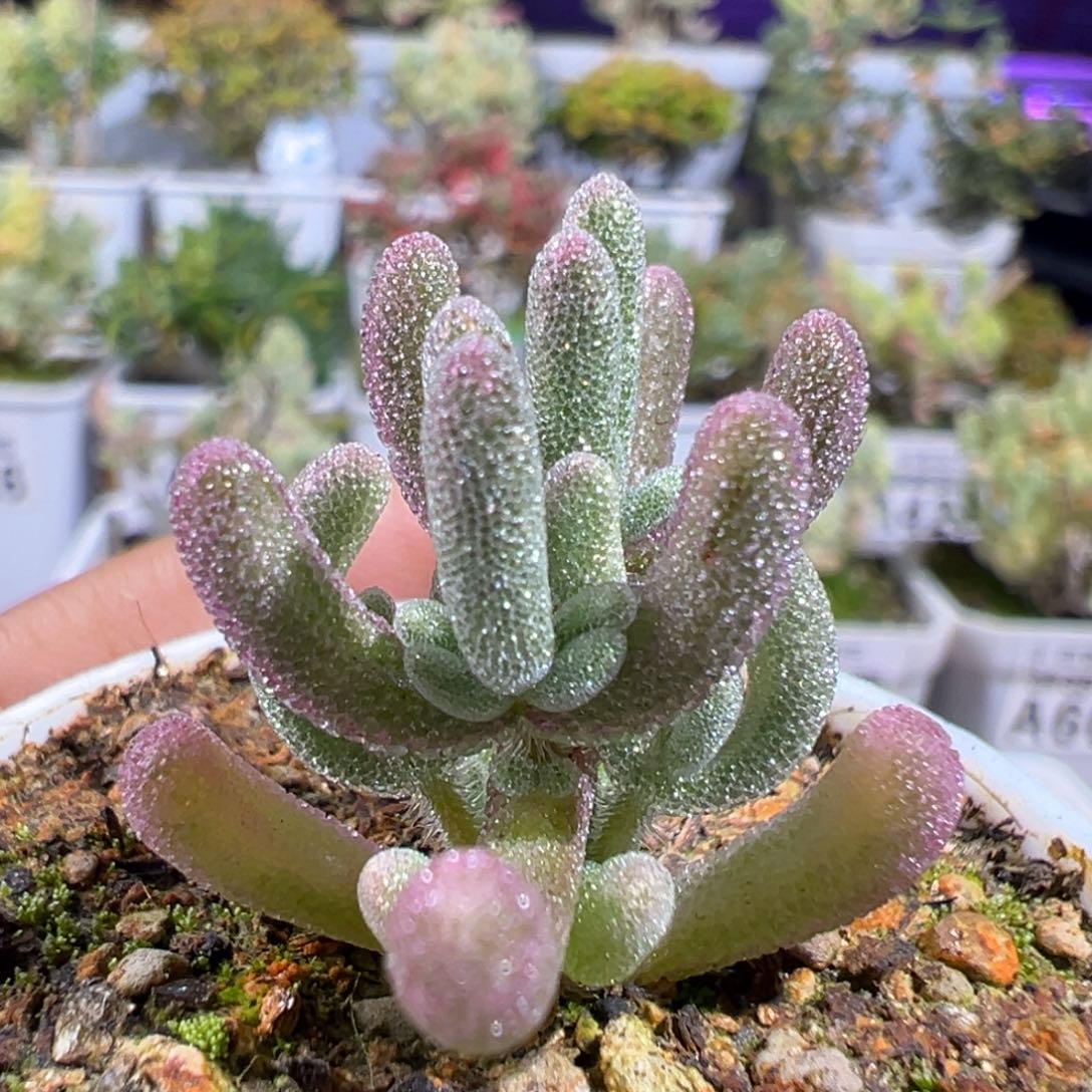 28-729枝干番杏多肉超紫五圆盆