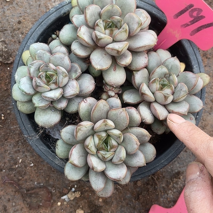 两单包邮，一物一拍191葡萄