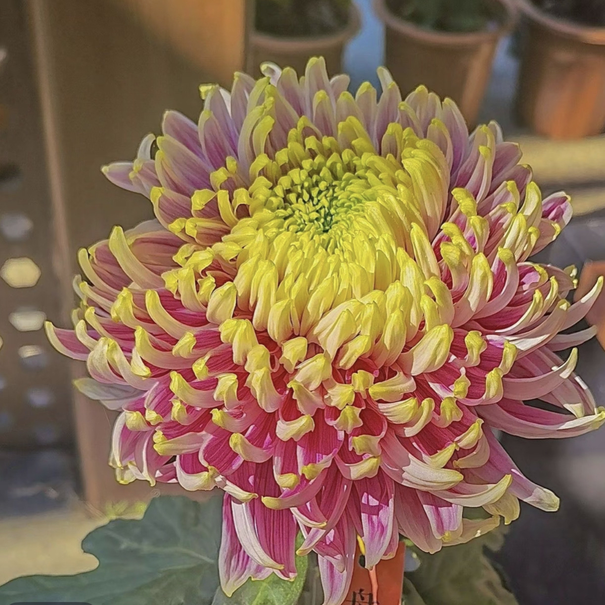 九月菊【盘龙木兰】大花富贵菊花，盆栽绿植室内好养活