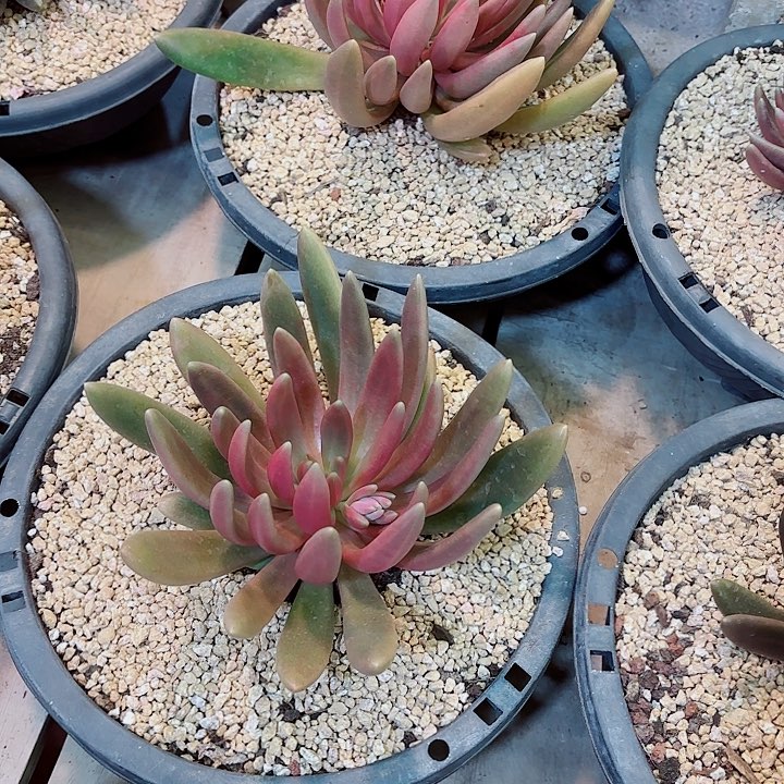 八爪鱼大单头精品多肉盆栽